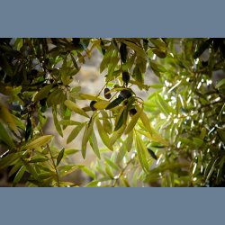 Oliven &amp; Laurbr sbe