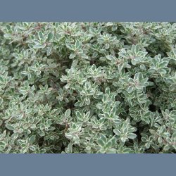 Oliven olie &amp; Timian sbe